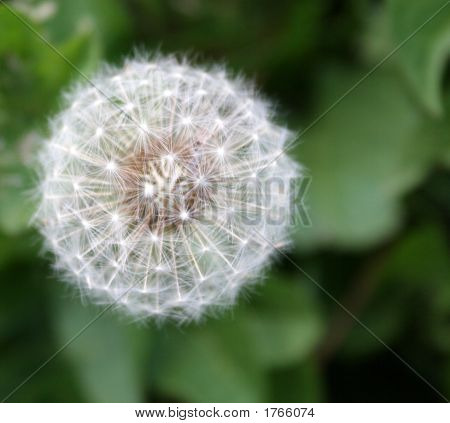 Dandilion