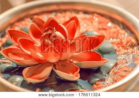 Sacred lotus growing in bowl. Beautiful leaves floating on top of the water surface. Botabic name is Nelumbo nucifera flower