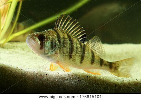 European perch Perca fluviatilis svimming in the pond