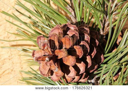 Macro Of A Dry Pine Cone With Pine Needles
