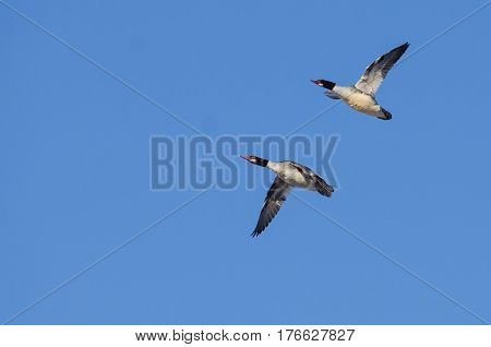 Pair of Common Mergansers Flying in a Blue Sky