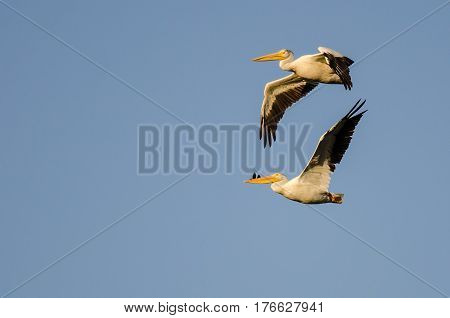Pair of American White Pelicans Flying in Blue Sky