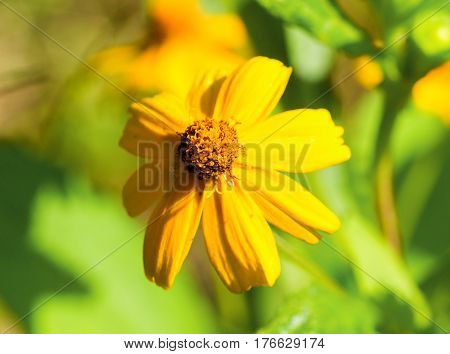 Yellow daisy flower in sunny flowerbed. Summer garden macro photo. Bright yellow daisy under sunlight. Natural floral decor for banner template or background. Sunny flower closeup. Spring meadow