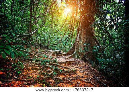 inside jungla in borneo malaysia
