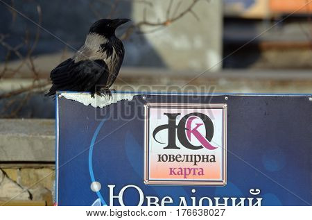 Hooded crow (Corvus cornix) on the market in Kiev.Background - commercial advertisement.March 13 ,2017 in Kiev, Ukraine