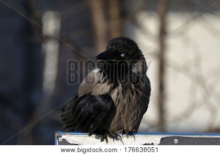 Hooded crow (Corvus cornix) on the market in Kiev.Background - commercial advertisement.March 13 ,2017 in Kiev, Ukraine