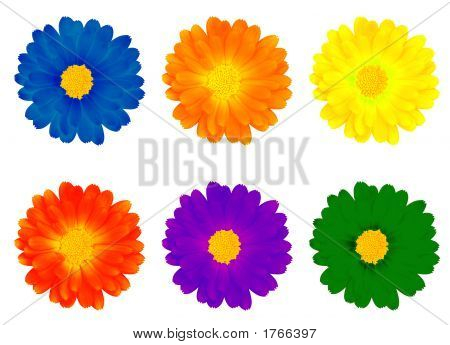 Zes kleurrijke bloemen