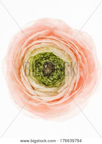 spring flowers