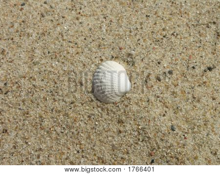 Seashell met uitknippad