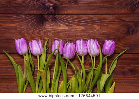 Early tulips on a brown wooden background