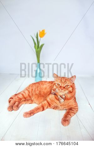 Ginger cat  with the bow tie lying on the woodenbackground . Animal portrait. Cozy spring morning at home. Cute background with place for text.