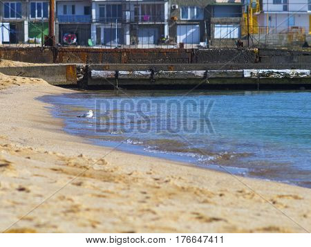 Seagull stands in the water on the beach