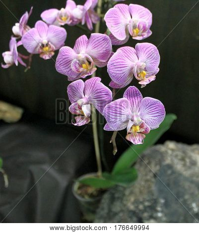 Orchids flowers of rare varieties exotic epiphytes