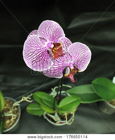 Orchids flowers of rare varieties exotic epiphytes