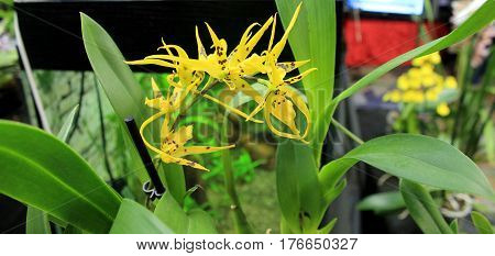 Orchids flowers of rare varieties exotic epiphytes