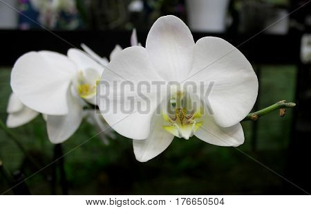Orchids flowers of rare varieties exotic epiphytes