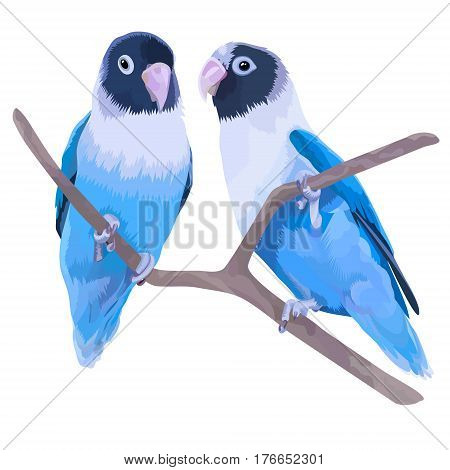 Pair of blue masked lovebirds. Two small parrots isolated on white background