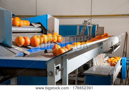 The Working Of Citrus Fruits