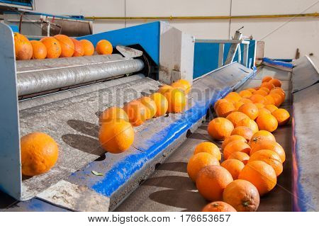 The Working Of Citrus Fruits