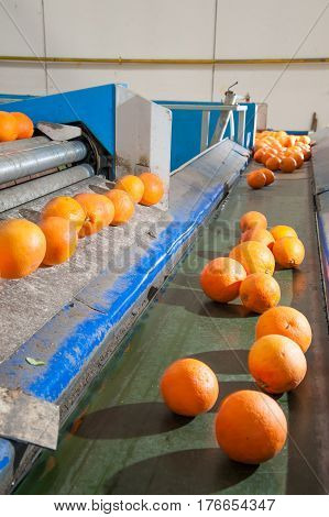 The Working Of Citrus Fruits