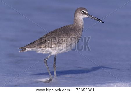 A Willet, Tringa semipalmata in winter plumage walking at the tideline