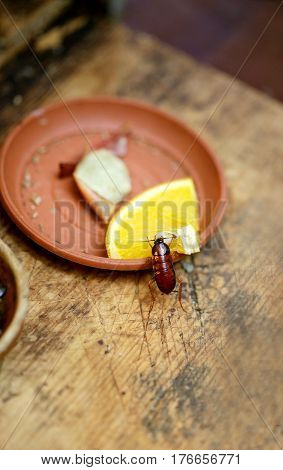 Cockroach eating an orange on a saucer