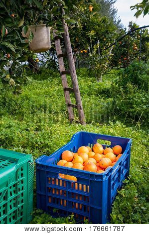 Orange Harvest Time