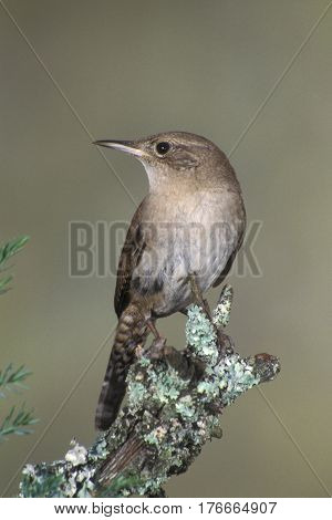 A House Wren, Troglodytes aedon sits on a branch in the springtime in New Jersey