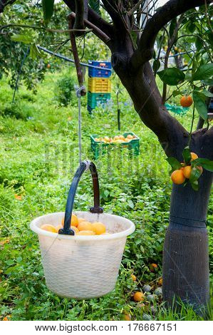 Orange Harvest Time