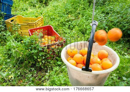 Orange Harvest Time