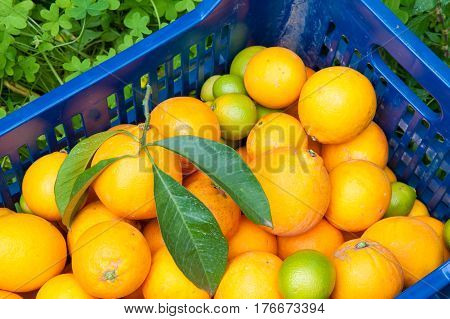 Orange Harvest Time