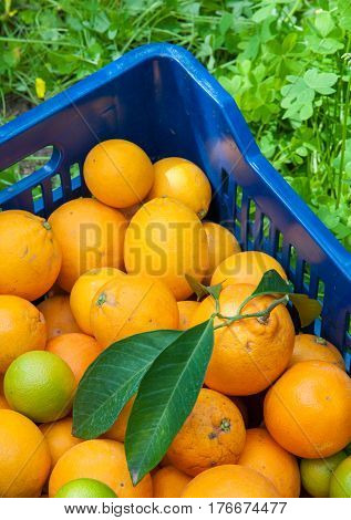 Orange Harvest Time
