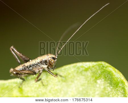 small grasshopper on a green leaf. close-up