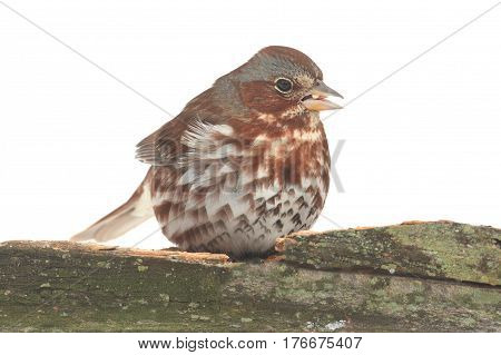 Fox Sparrow( Passerella iliaca) on a log white