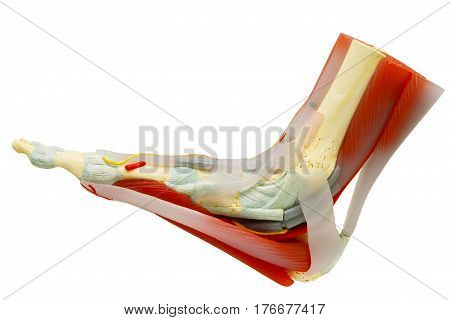Human right foot muscles anatomy model isolated on white clipping path.