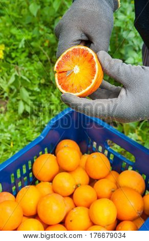 Orange Harvest Time