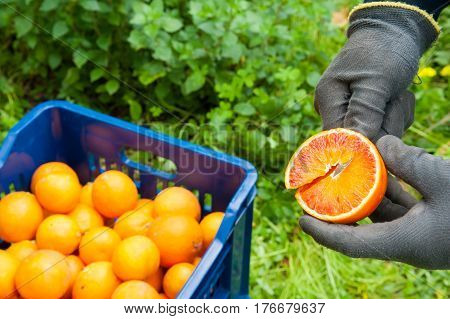 Orange Harvest Time