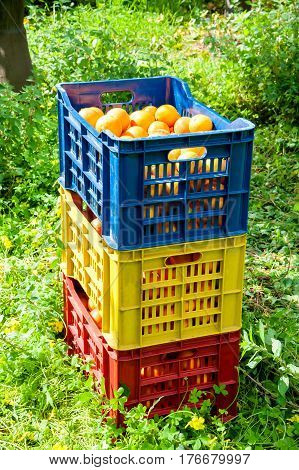 Orange Harvest Time