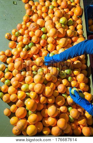 The Working Of Oranges