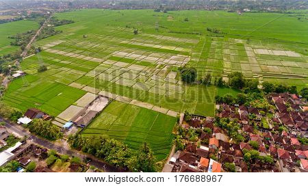 Beautiful landscape with balinese village and rice fields, Bali, Indonesia. Aerial view.