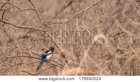 Magpie sitting on a branch in a tree with winter wheat blurred out in foreground
