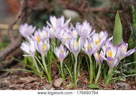 Crocuses In The Spring Garden