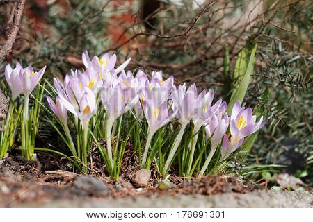 Crocuses In The Spring Garden