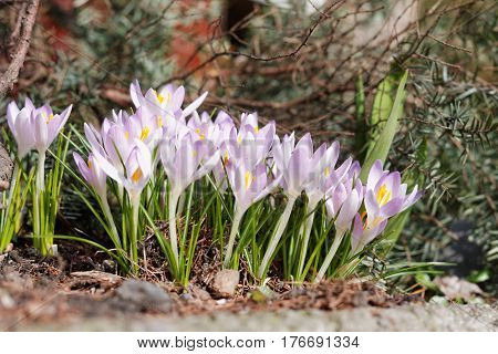 Crocuses In The Spring Garden