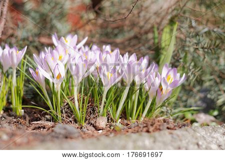 Crocuses In The Spring Garden