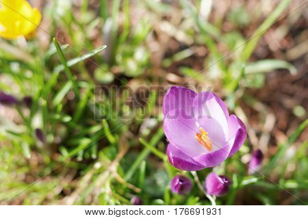 Crocus flowers blooming in the spring garden