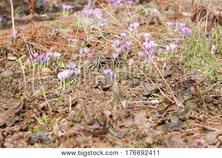 Crocuses In The Spring Garden