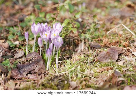 Crocuses In The Spring Garden