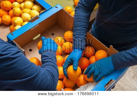 The Working Of Oranges