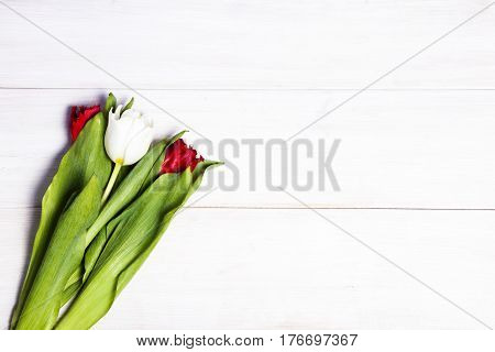 Early tulips on a light wooden background
